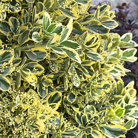 yellow and green euonymous leaves