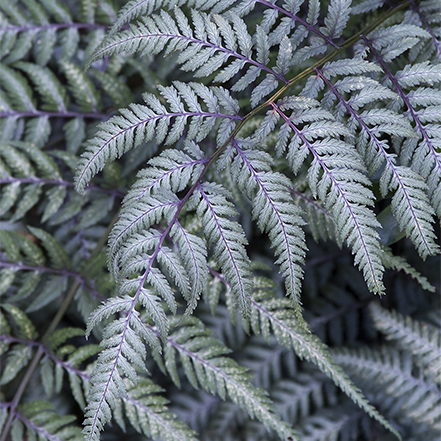 japanese painted fern has blue green fronds with dark central ribs