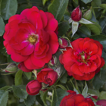 flower carpet scarlet close up