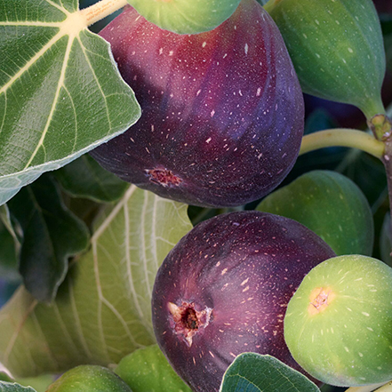 brown turkey fig fruit