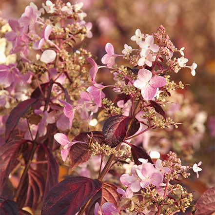 pink angel's blush panicle hydrangea flowers