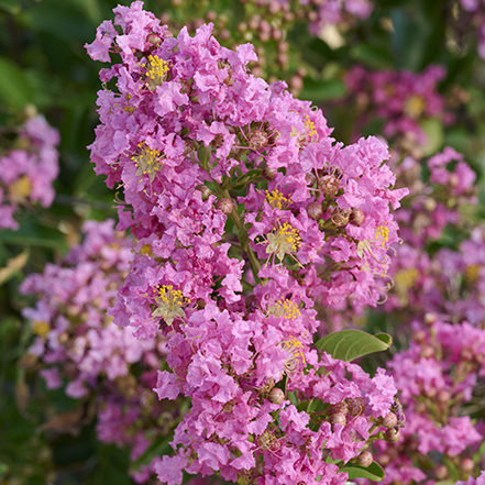 pink pecos crape myrtle flowers