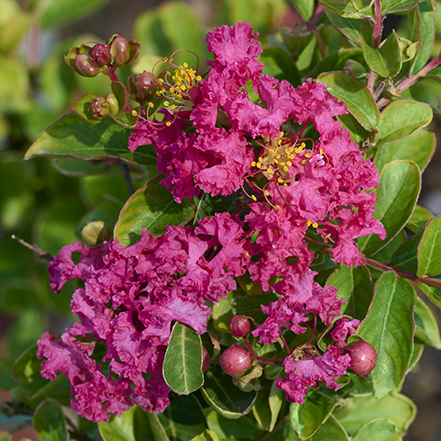 bright pink crape myrtle flowers with green leaves