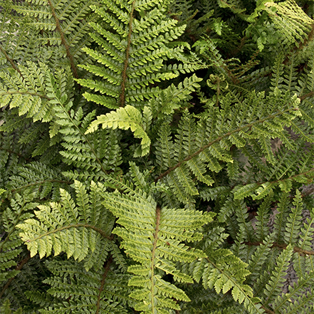 green tassel fern fronds