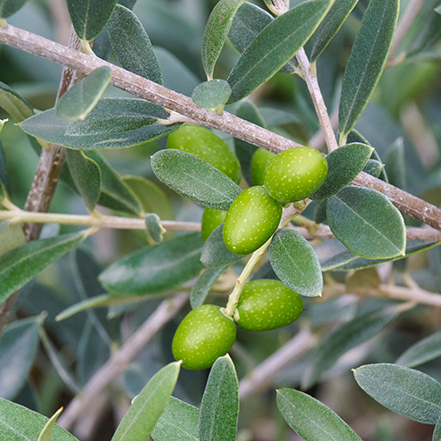 green olives on olive tree