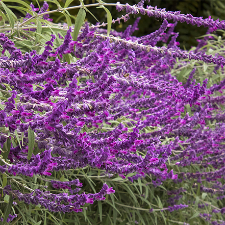 bright purple sage flowers