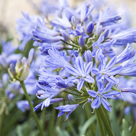 blue agapanthus flowers