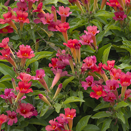 bright pink and red trumpet flowers