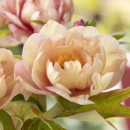 creamy yellow and peach itoh peony