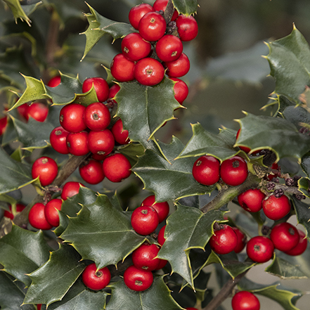 red holly berries