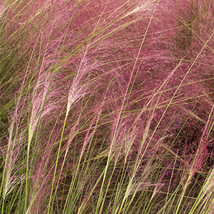 pink muhly grass