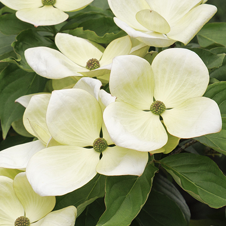 white flowers of venus dogwood