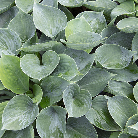 blue-green hosta leaves