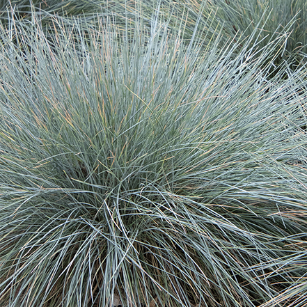 blue fescue grass