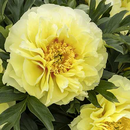 yellow barzella itoh peony flower