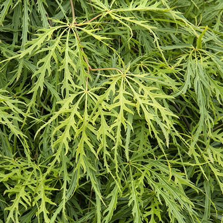 green, finely cut leaves of viridis Japanese maples