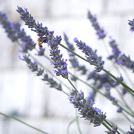 lavender flowers on green stems