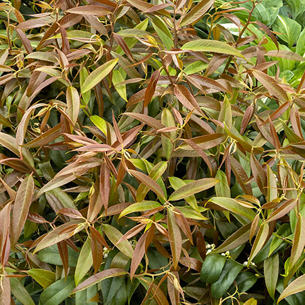 fall color of rejoyce coast leucothoe