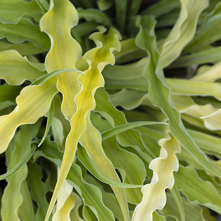narrow, rippled hosta leaves on curly fries hosta