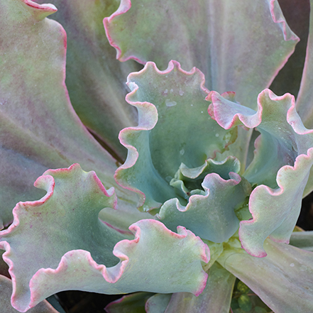 ruffled red echeveria