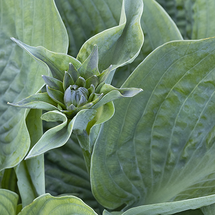 blue-green hosta leaves