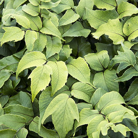 holly fern leaves