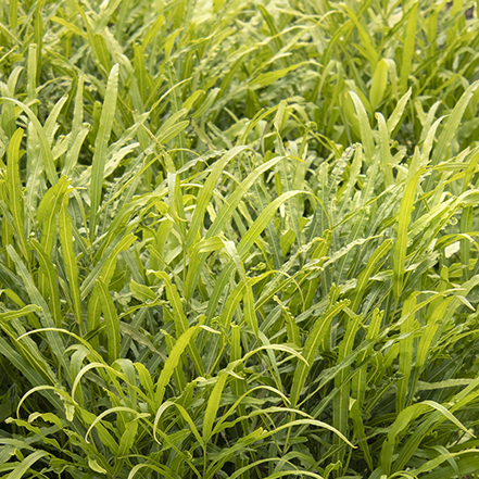 green ribbon fern