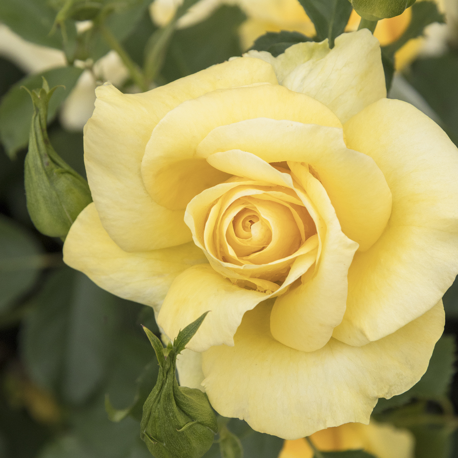 Grace N’ Grit™ Yellow Shrub Rose