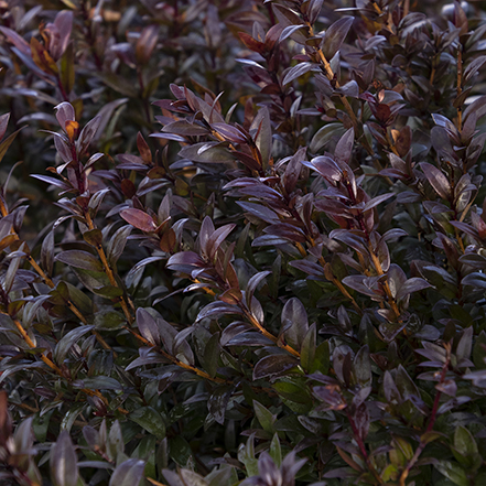 dark purple foliage of sweetmaroon myrtle