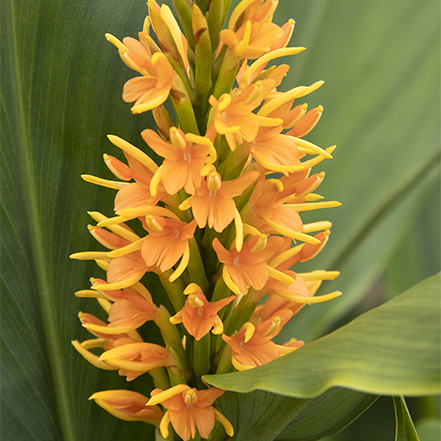 orange flower spikes on mishimi fire gingerlily