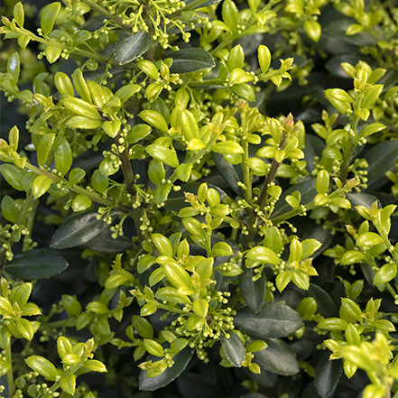 dark and light green holly leaves