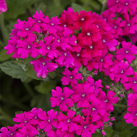 magenta verbena flowers