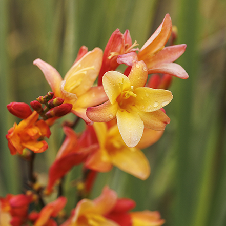 yellow and orange montbretia flowers