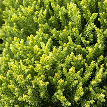 japanese cedar foliage