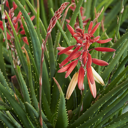 orange and pink aloe flowers