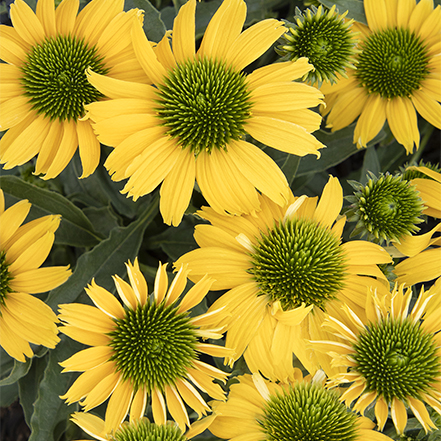 yellow coneflowers with green central eye