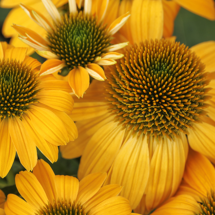 gold echinacea flowers