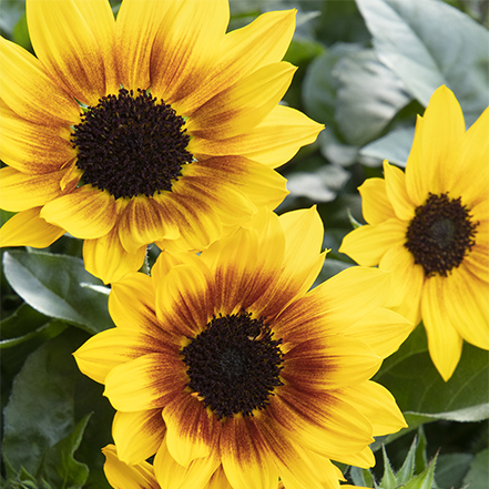 yellow sunflower with red around center