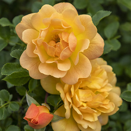 Itsy Bitsy® Peach Miniature Rose