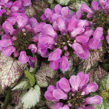 pink flowers on dead nettle