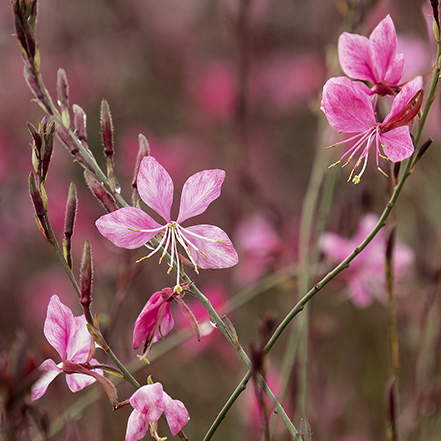 dark pink gaura flowers