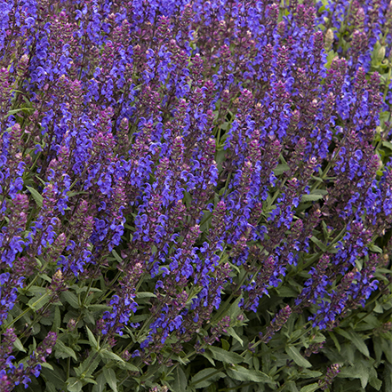 tubular flowers on the flower spikes of apex blue meadow sage attract hummingbirds