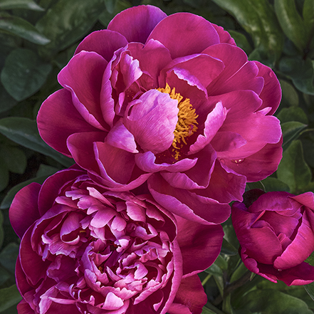 dark fuchsia peony flowers