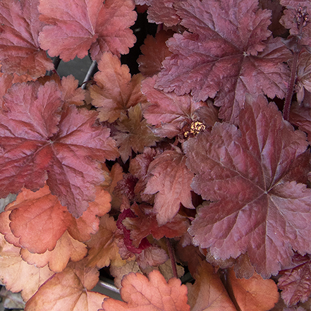 red heuchera leaves