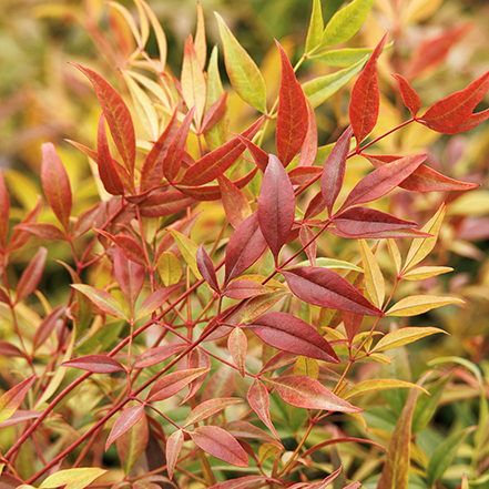 orange, pink and amber heuchera leaves