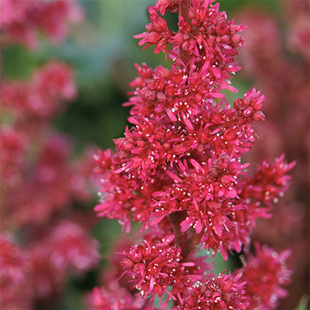 red astilbe flowers