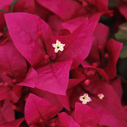 burgundy bracts of burgundy queen bougainvillea