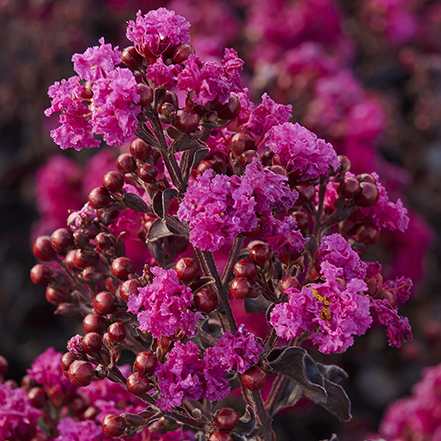 raspberry crape myrtle flowers and dark purple foliage