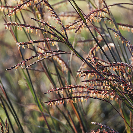 purple seed heads on blackhawks big bluestem grass