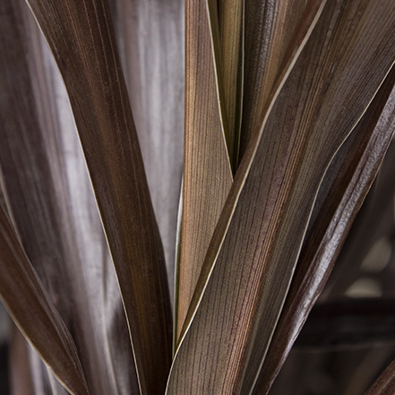 dark red superstar cordyline foliage